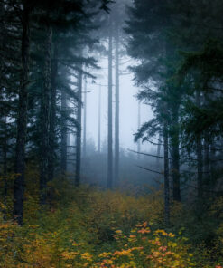 Autumn Fog in the Coburg Hills of Oregon