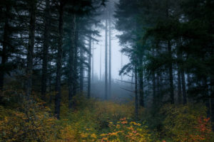 Autumn Fog in the Coburg Hills of Oregon
