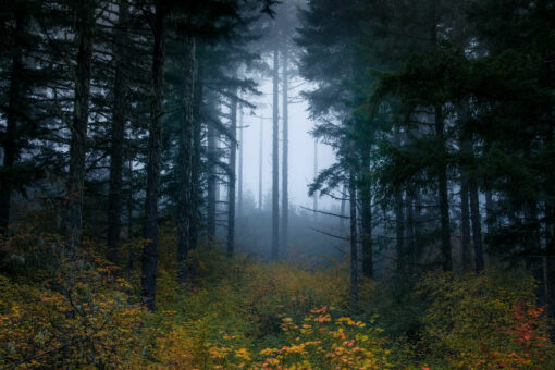 Autumn Fog in the Coburg Hills of Oregon