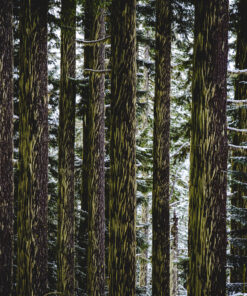 Oregon’s Winter Cathedral