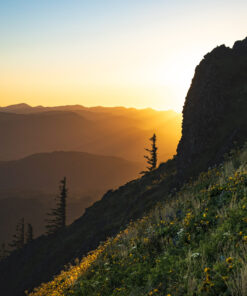 Dog Mountain’s Radiant Slopes