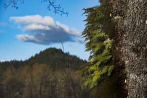 Fernlit Horizon