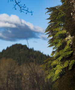 Fernlit Horizon