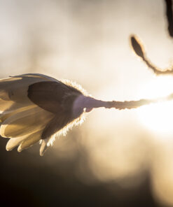 Magnolia Petals in the Golden Hour