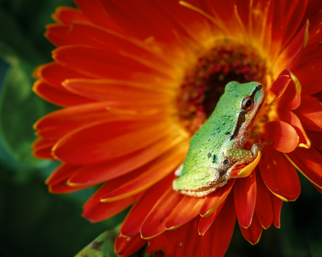 Flora
