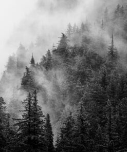 Where Mist Meets the Pines
