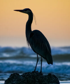 The Sentinel of Agate Beach