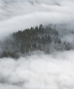 The Floating Wilderness