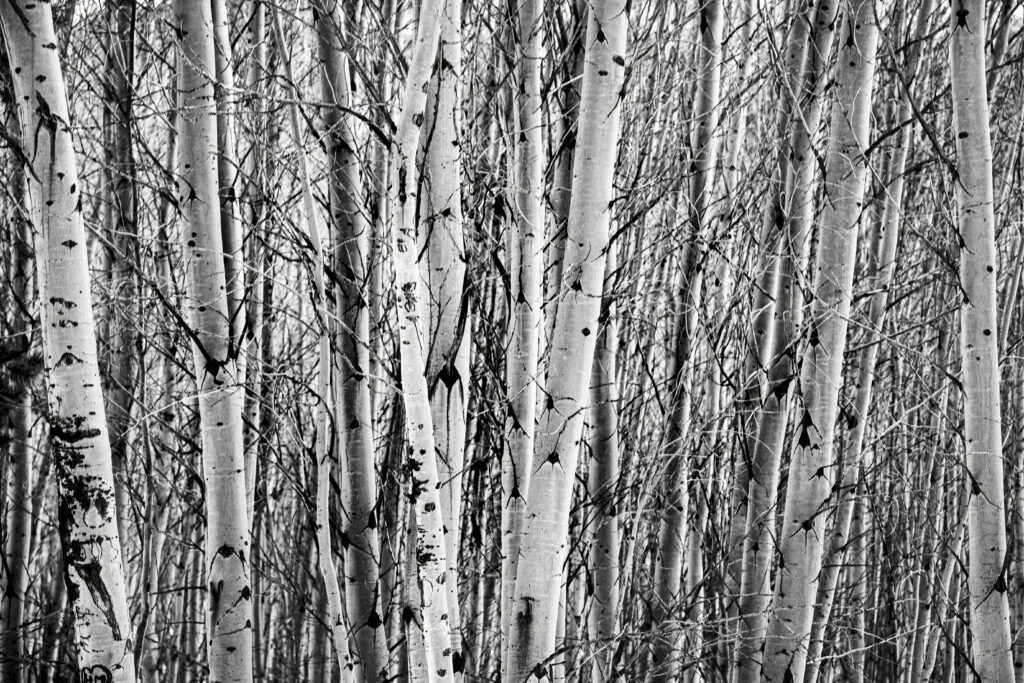 Winter’s Silent Grove