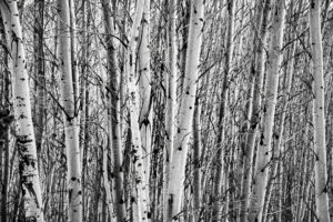 Winter’s Silent Grove
