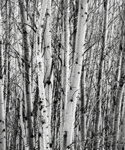 Winter’s Silent Grove
