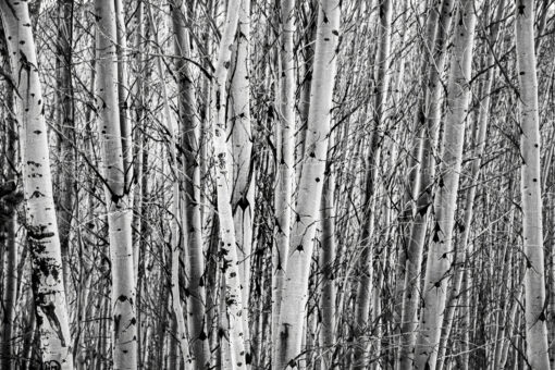 Winter’s Silent Grove