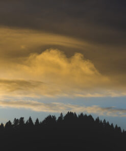 Golden Skies Over the Forest