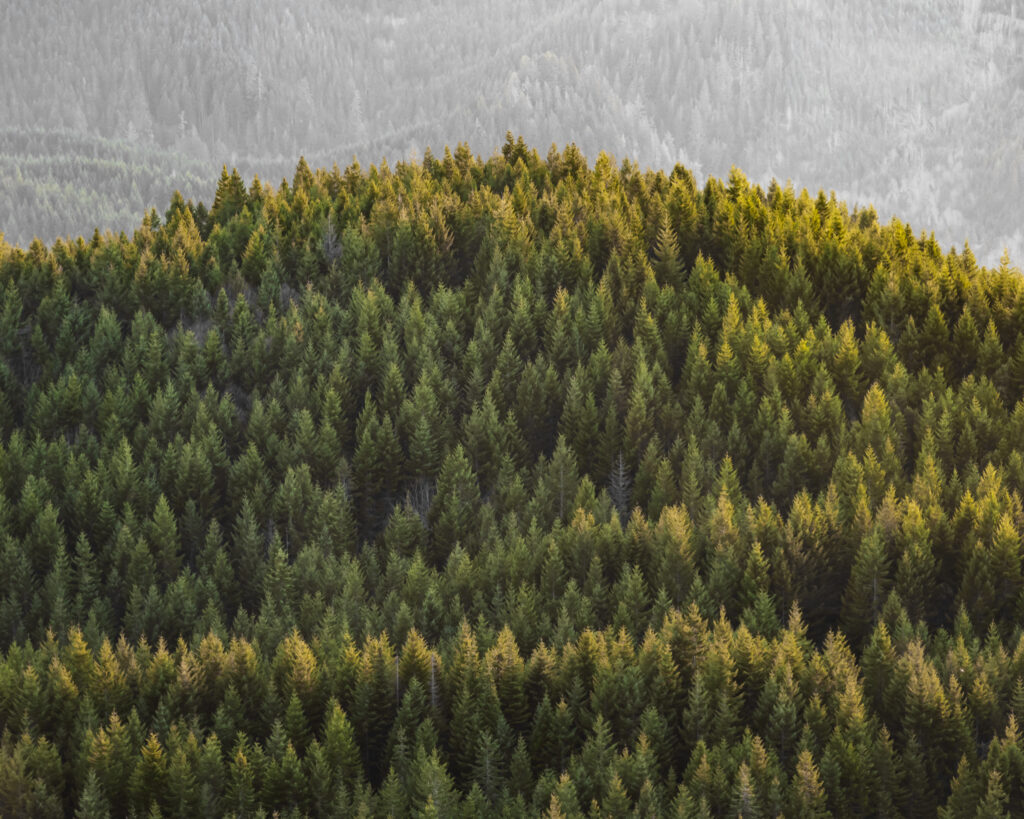 Golden Hour on the Evergreens