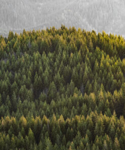 Golden Hour on the Evergreens